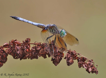 Pachydiplax longipennis, male